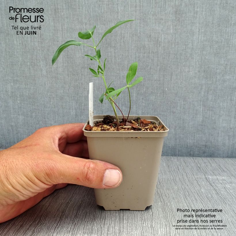 Example of Laserpitium siler - Sermontain Godet de 8/9 cm as you get in printemps