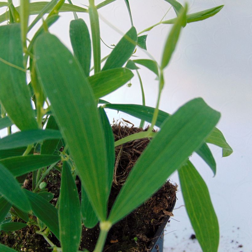Lathyrus latifolius Pink Pearl (Foliage)