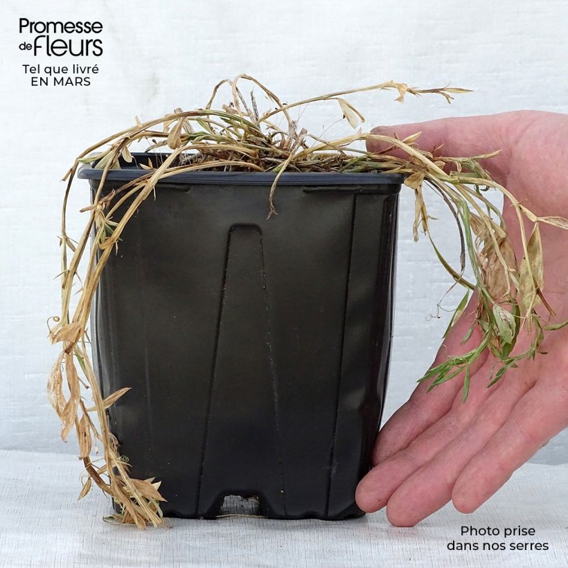 Example of Lathyrus latifolius Pink Pearl Pot de 2L/3L as you get in printemps