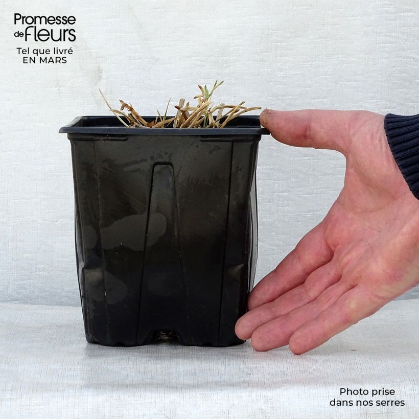 Example of Lathyrus latifolius Red Pearl - Gesse à larges feuilles Pot de 2L/3L as you get in printemps