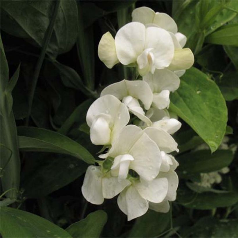 Lathyrus latifolius White Pearl  (Flowering)