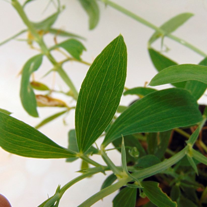 Lathyrus latifolius White Pearl  (Foliage)