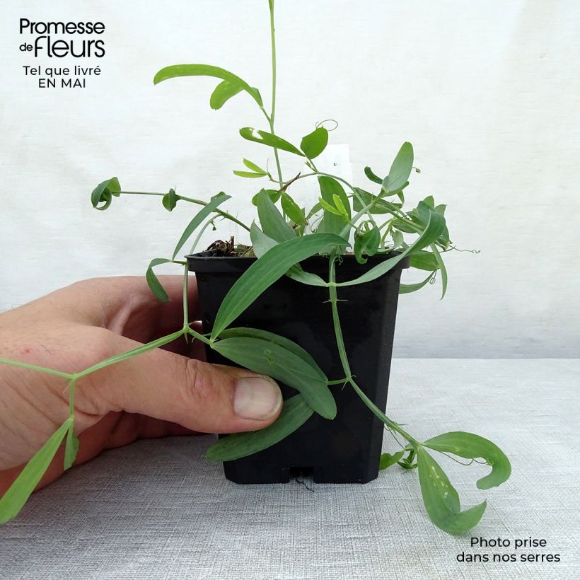 Example of Lathyrus latifolius White Pearl  Godet de 8/9 cm as you get in printemps