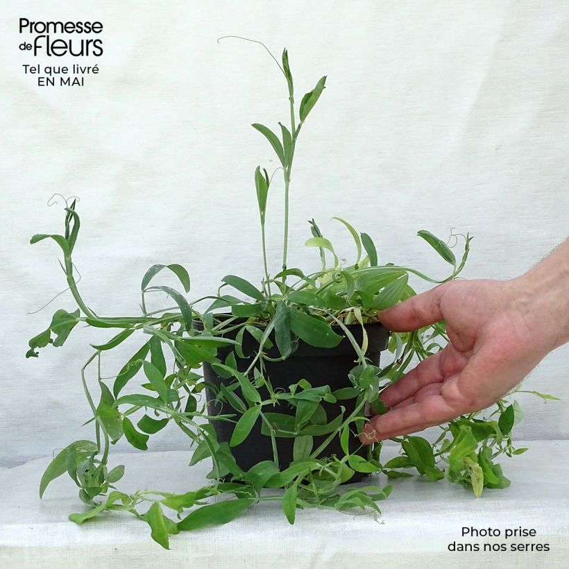 Example of Lathyrus latifolius White Pearl  Pot de 2L/3L as you get in printemps