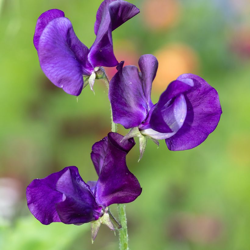 Graines de Pois de senteur Blue Velvet - Lathyrus odoratus (Flowering)