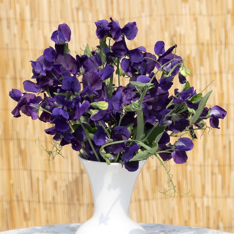 Graines de Pois de senteur King Size Navy Blue - Lathyrus odoratus (Floraison)