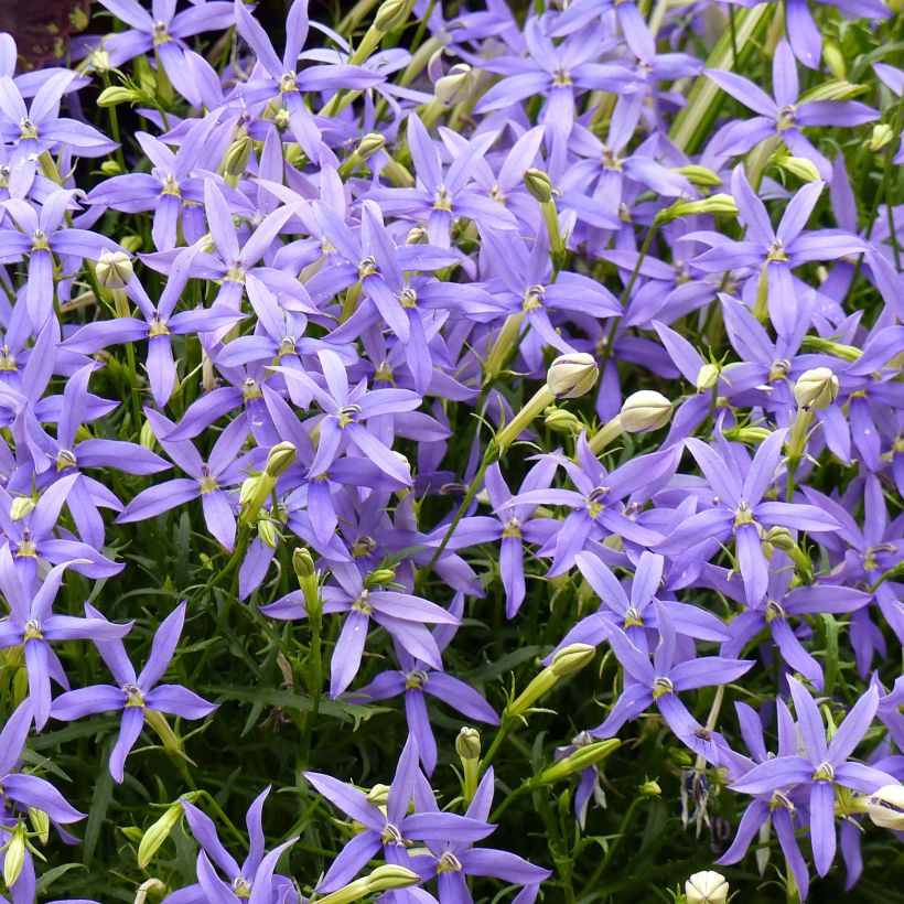 Laurentia ou Isotoma Beth's Blue (Flowering)