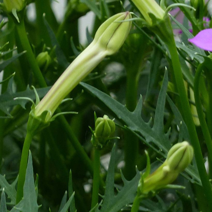 Laurentia ou Isotoma Patti's Pink (Foliage)