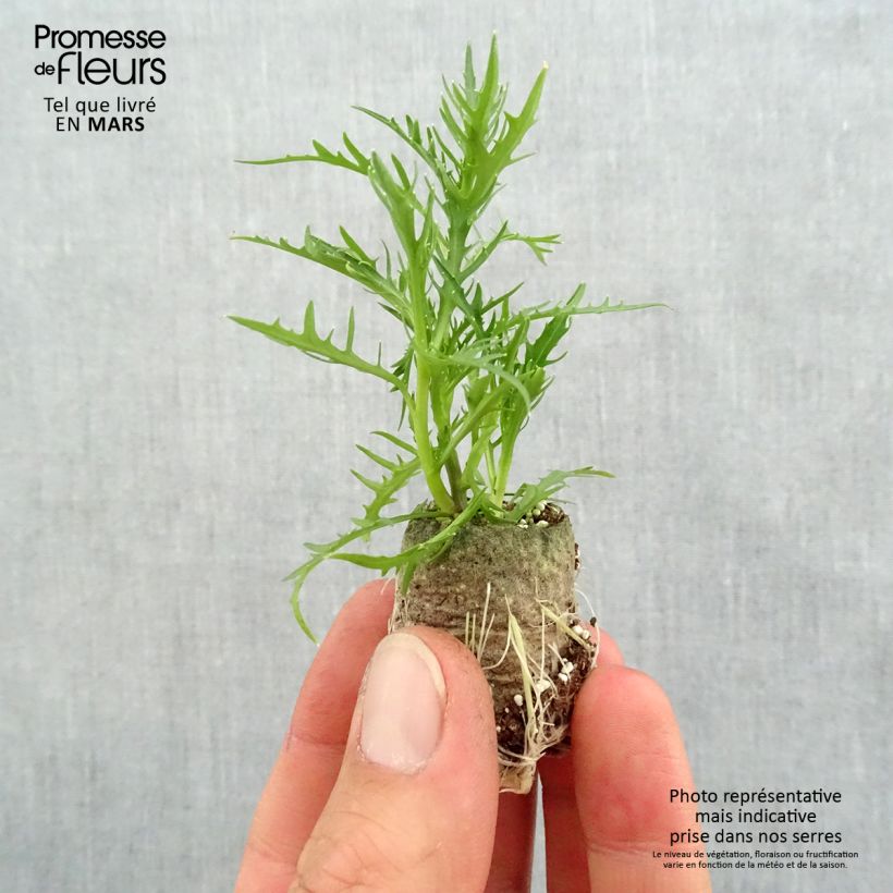 Example of Laurentia ou Isotoma Patti's Pink Mini-motte Ø 3/4 cm, Plant vert de 5 à 10 cm de haut as you get in printemps