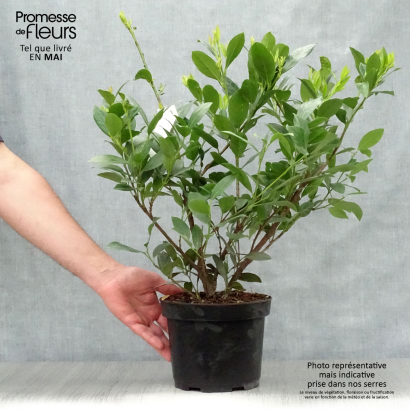 Example of Laurier Cerise - Prunus laurocerasus Mano Pot de 3L/4L as you get in printemps