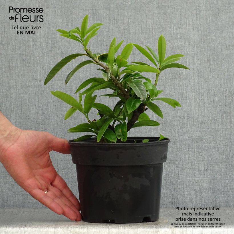 Example of Laurier-Cerise - Prunus laurocerasus Mount Vernon Pot de 2L/3L as you get in printemps