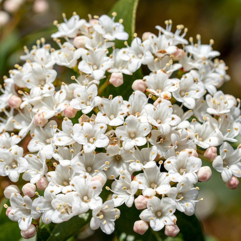 Laurier Tin - Viburnum tinus Giganteum (Flowering)
