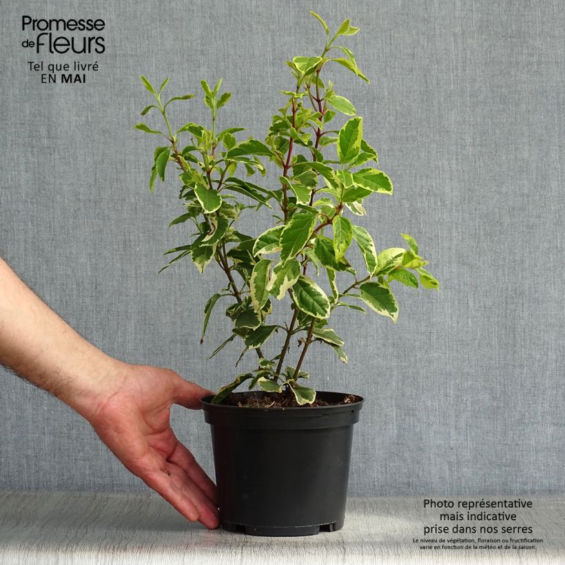 Example of Laurier Tin - Viburnum tinus Variegatum Pot de 2L/3L as you get in printemps