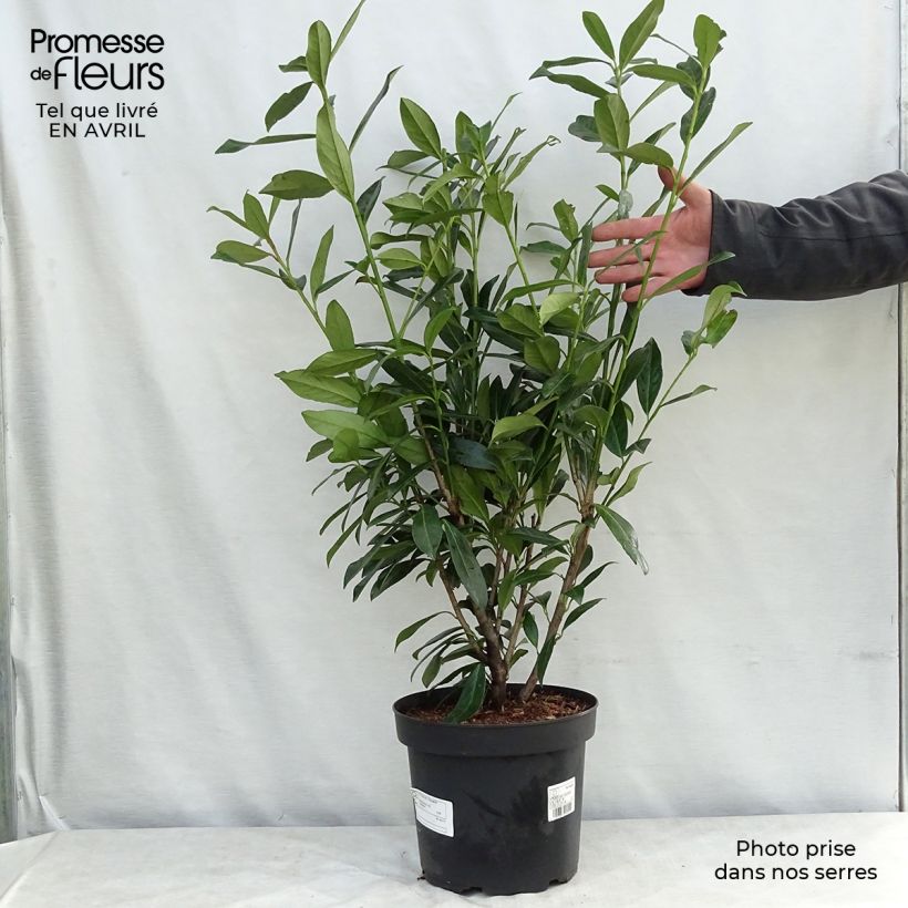 Example of Laurier cerise -  Prunus laurocerasus Caucasica - Laurier Palme - Laurier du Caucase Pot de 7,5L/10L as you get in printemps