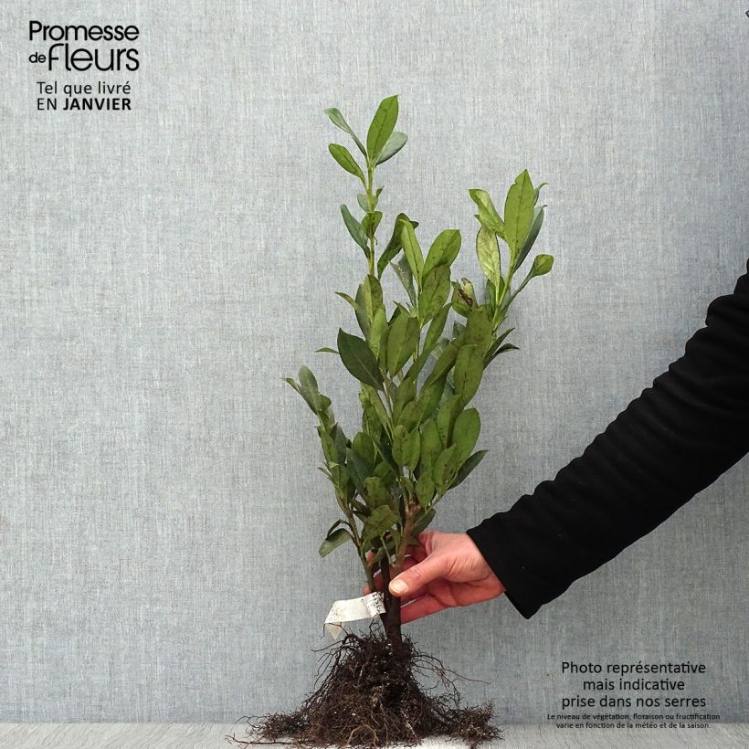 Example of Laurier cerise -  Prunus laurocerasus Caucasica - Laurier Palme - Laurier du Caucase Racines nues as you get in hiver