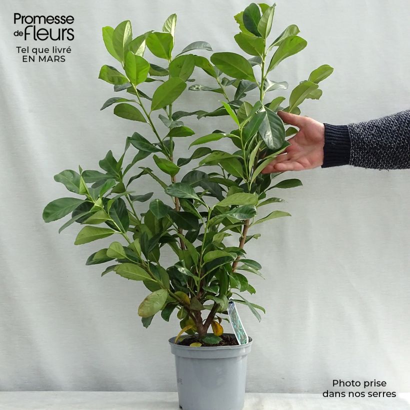 Example of Laurier cerise - Prunus laurocerasus Etna Pot de 2L/3L as you get in printemps