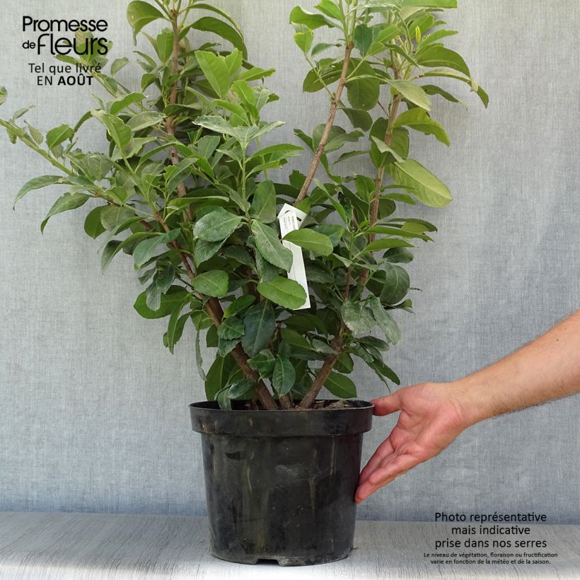 Spécimen de Laurier cerise - Prunus laurocerasus Etna Pot de 4L/5L tel que livré en été