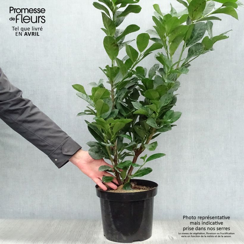 Example of Laurier cerise - Prunus laurocerasus Etna Pot de 4L/5L as you get in printemps