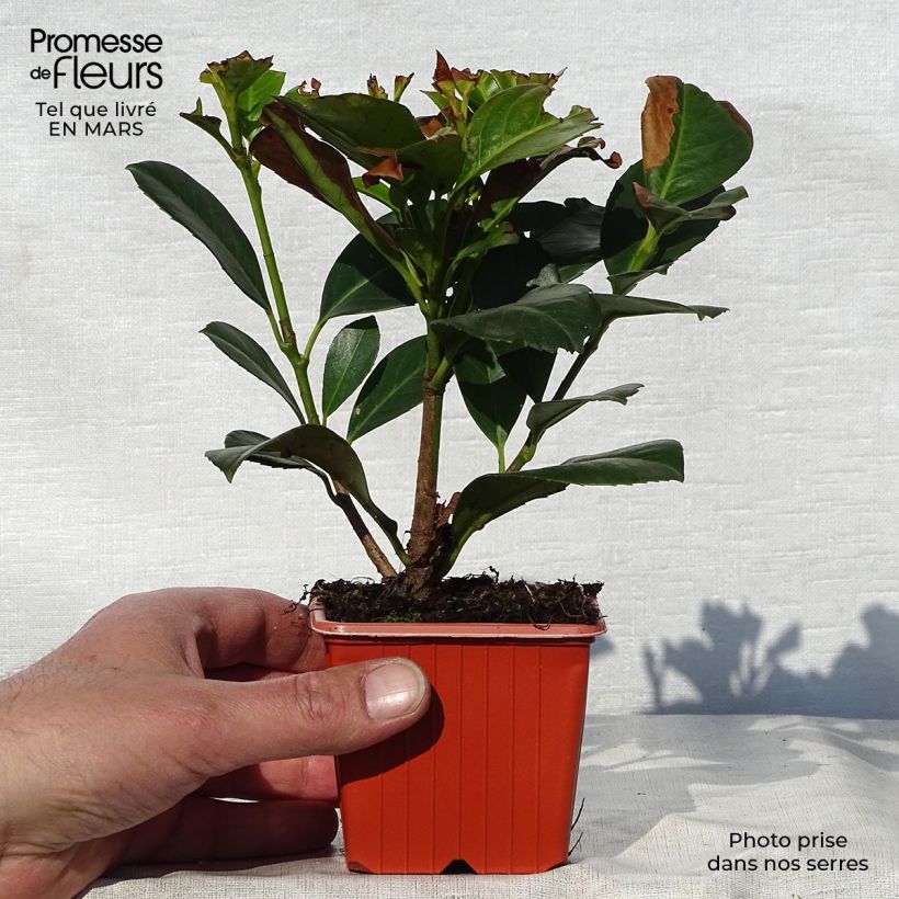 Example of Laurier cerise - Prunus laurocerasus Etna Godet de 8/9 cm as you get in printemps