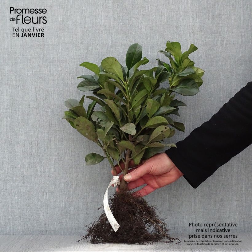 Example of Laurier cerise - Prunus laurocerasus Etna Racines nues as you get in hiver