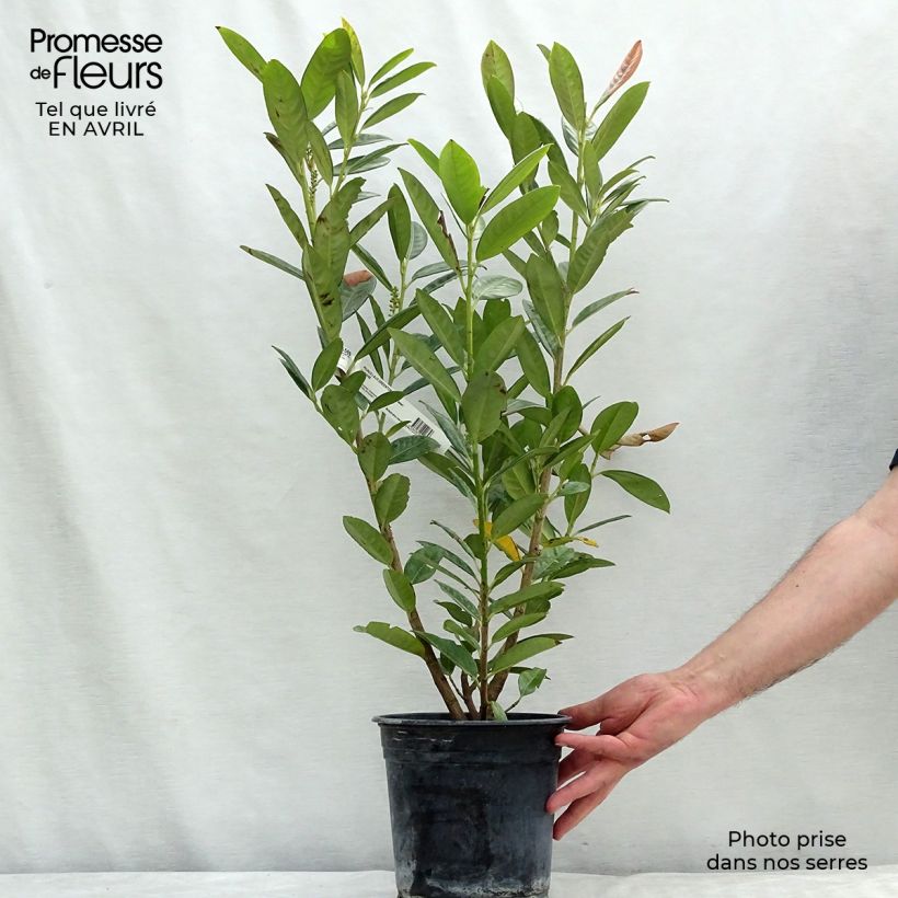 Example of Laurier cerise - Prunus laurocerasus Greentorch Pot de 3L/4L as you get in printemps