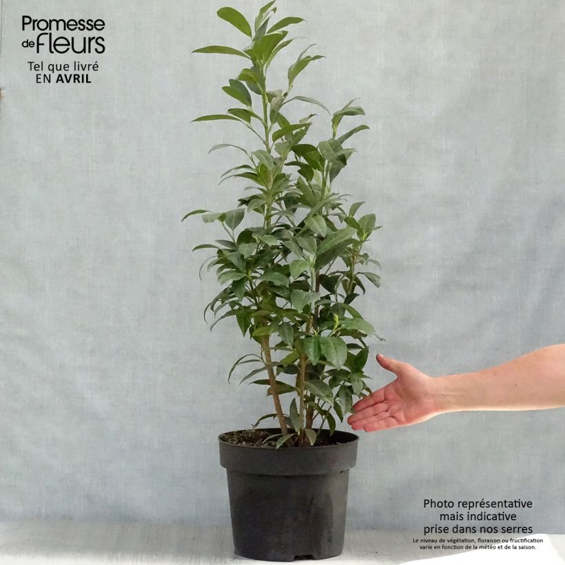 Example of Laurier cerise - Prunus laurocerasus Herbergii Pot de 7,5L/10L as you get in printemps