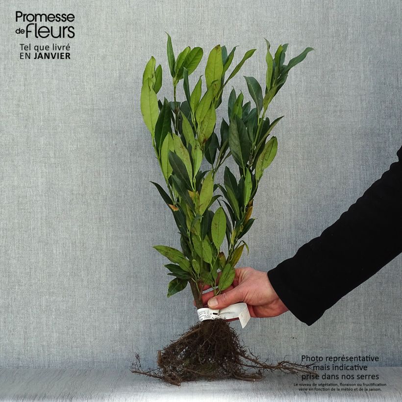 Example of Laurier cerise - Prunus laurocerasus Herbergii Racines nues as you get in hiver