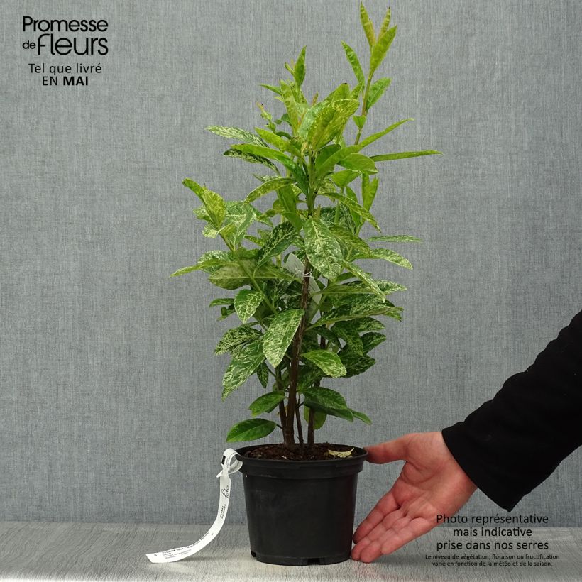 Example of Laurier cerise - Prunus laurocerasus Marbled White Pot de 2L/3L as you get in printemps