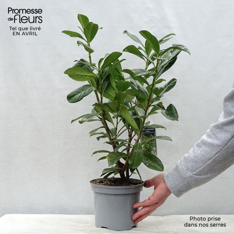 Example of Laurier cerise - Prunus laurocerasus Novita Pot de 2L/3L as you get in printemps