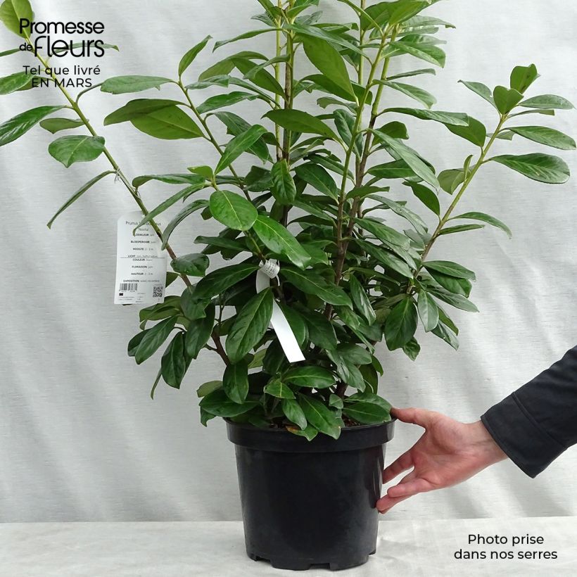 Example of Laurier cerise - Prunus laurocerasus Novita Pot de 7,5L/10L as you get in printemps