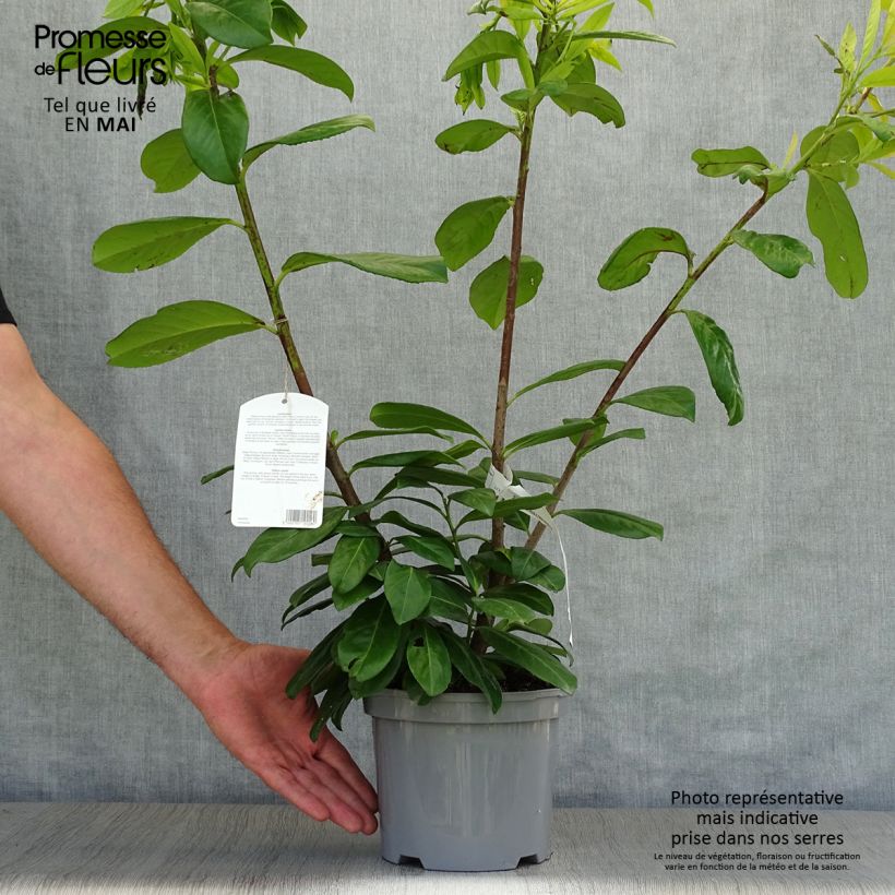 Example of Laurier cerise - Prunus laurocerasus Novita Pot de 4L/5L as you get in printemps