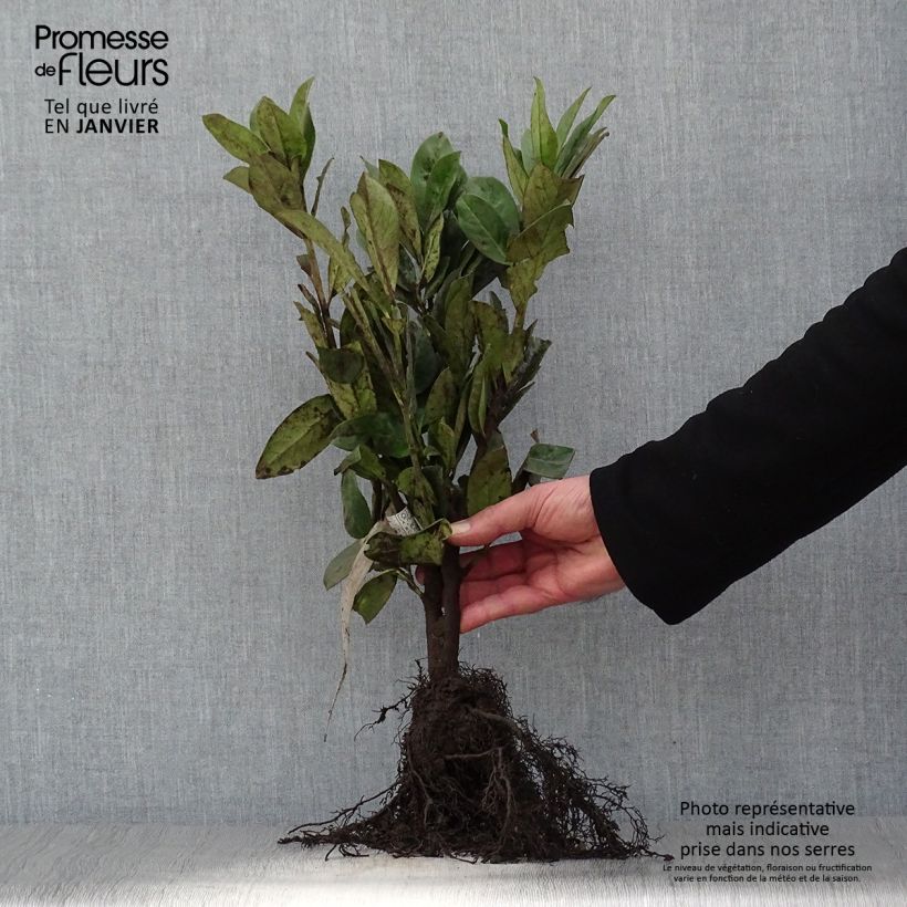 Example of Laurier cerise - Prunus laurocerasus Novita Racines nues as you get in hiver