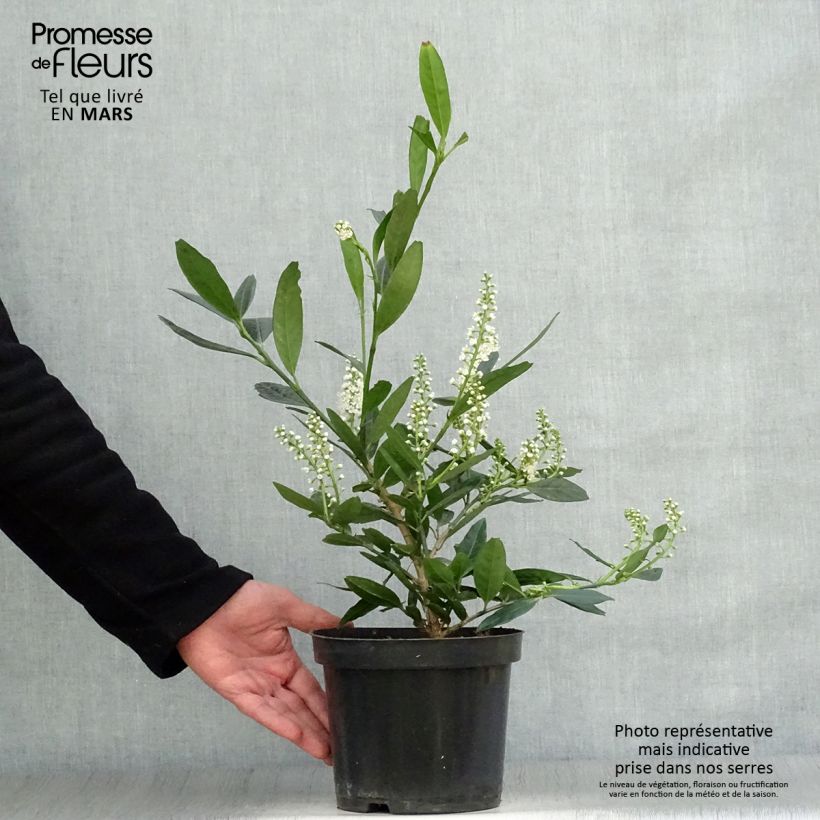 Example of Laurier cerise - Prunus laurocerasus Otto Luyken  Pot de 2L/3L as you get in printemps