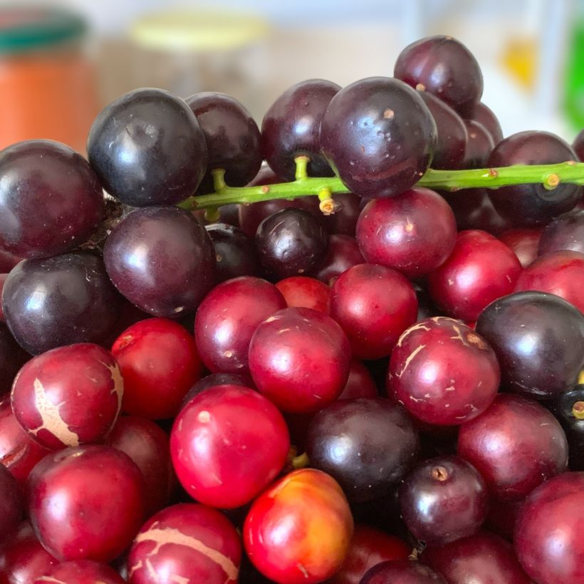 Laurier cerise - Prunus laurocerasus Otto Luyken  (Harvest)