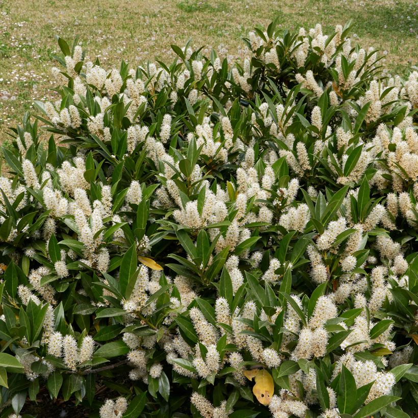 Laurier cerise - Prunus laurocerasus Otto Luyken  (Plant habit)