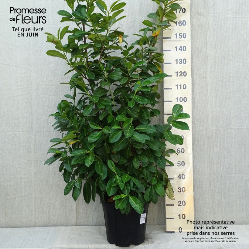 Example of Laurier cerise - Prunus laurocerasus Rotundifolia Pot de 12L/15L as you get in printemps