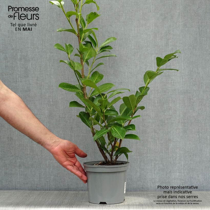 Example of Laurier cerise - Prunus laurocerasus Rotundifolia Pot de 3L/4L as you get in printemps