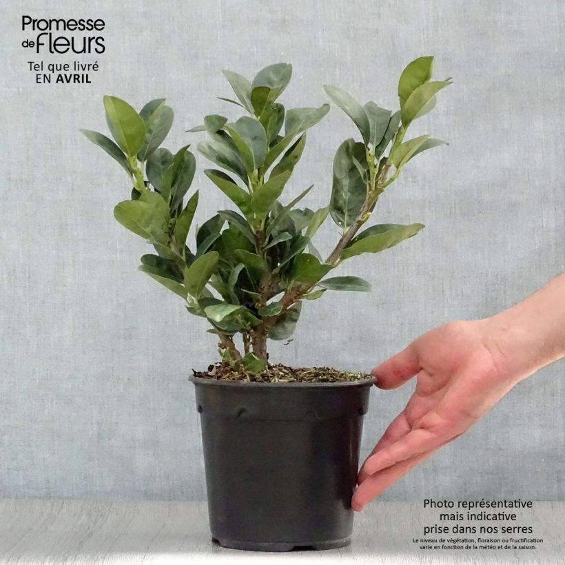 Spécimen de Laurier cerise nain - Prunus Laurocerasus Miniredia Pot de 2L/3L tel que livré au printemps