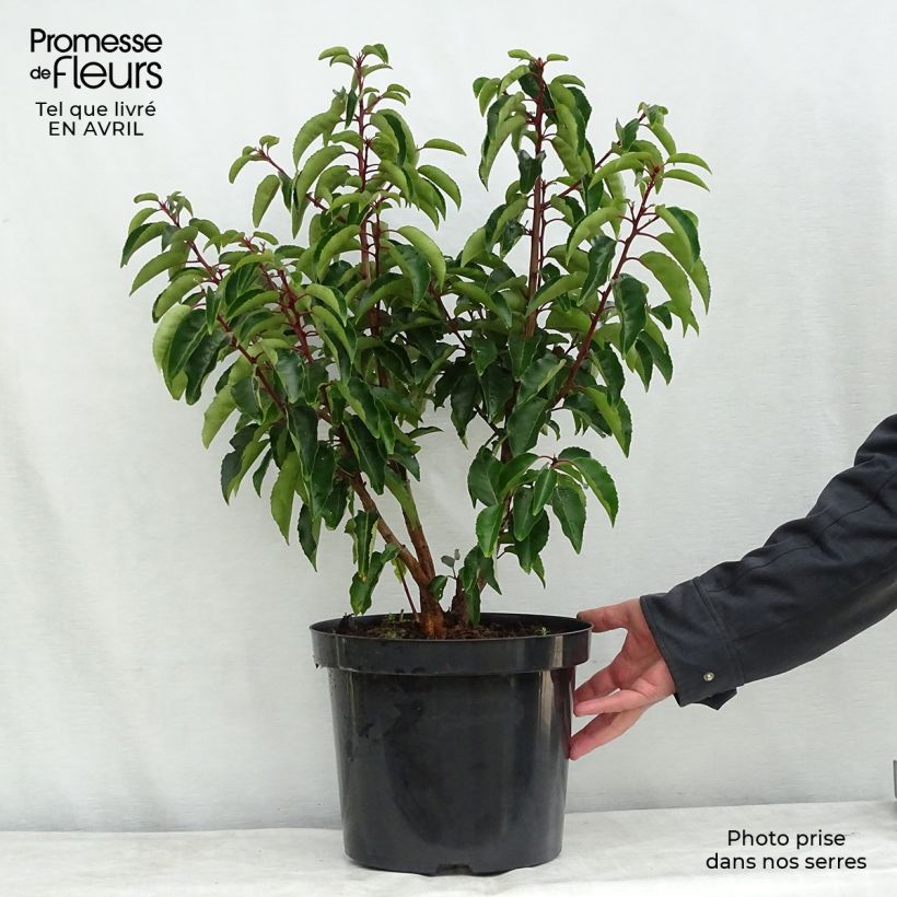 Example of Laurier du Portugal - Prunus lusitanica Pot de 7,5L/10L as you get in printemps
