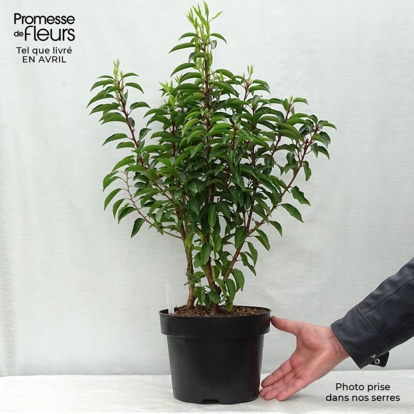 Example of Laurier du Portugal, Prunus lusitanica Angustifolia  Pot de 3L/4L as you get in printemps