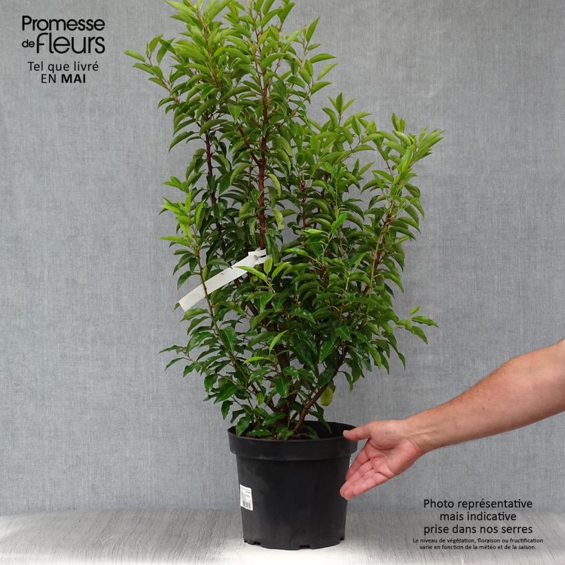 Example of Laurier du Portugal, Prunus lusitanica Angustifolia  Pot de 7,5L/10L as you get in printemps