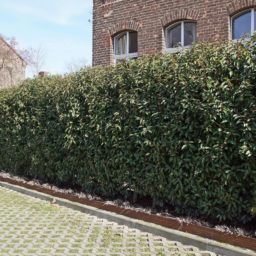 Laurier du Portugal, Prunus lusitanica Angustifolia  (Plant habit)