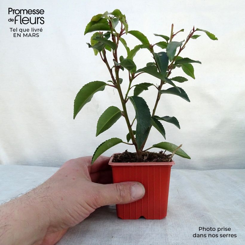 Example of Laurier du Portugal, Prunus lusitanica Angustifolia  Godet de 8/9 cm as you get in printemps