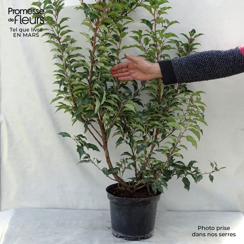 Example of Laurier du Portugal - Prunus lusitanica Brenelia Pot de 7,5L/10L as you get in printemps