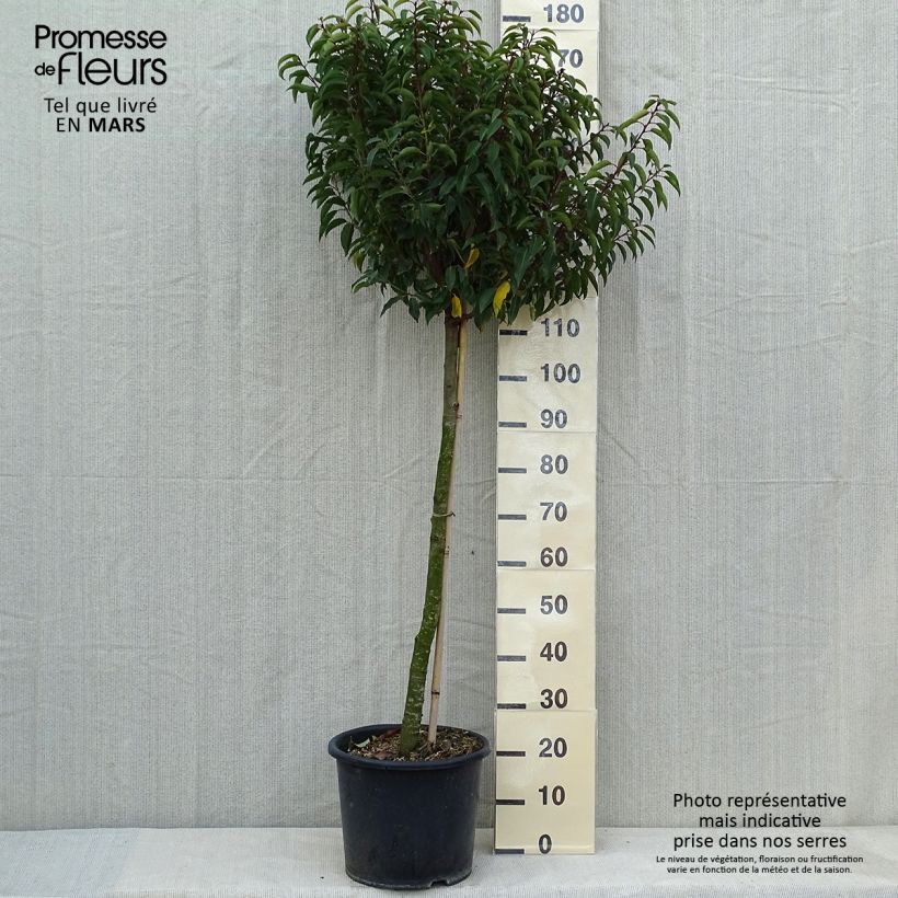 Example of Laurier du Portugal - Prunus lusitanica Myrtifolia Pot de 12L/15L, Demi-Tige as you get in printemps