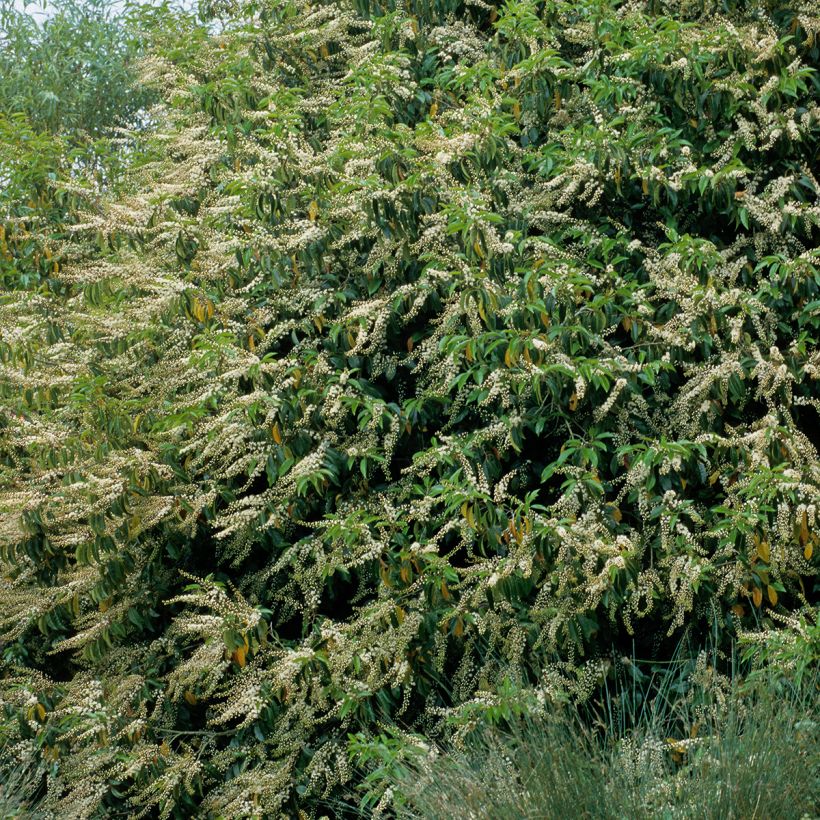 Laurier du Portugal - Prunus lusitanica (Plant habit)