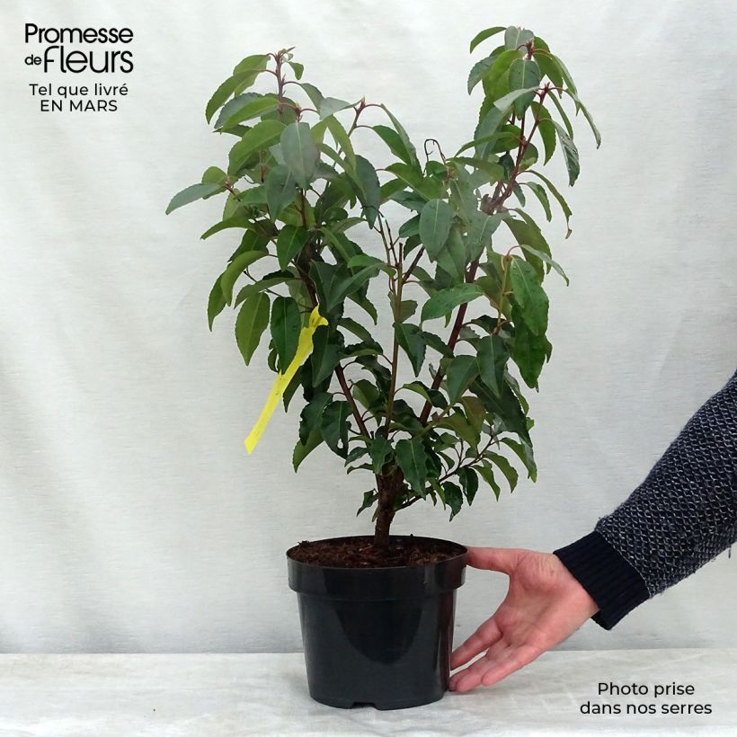 Example of Laurier du Portugal - Prunus lusitanica Pot de 3L/4L as you get in printemps