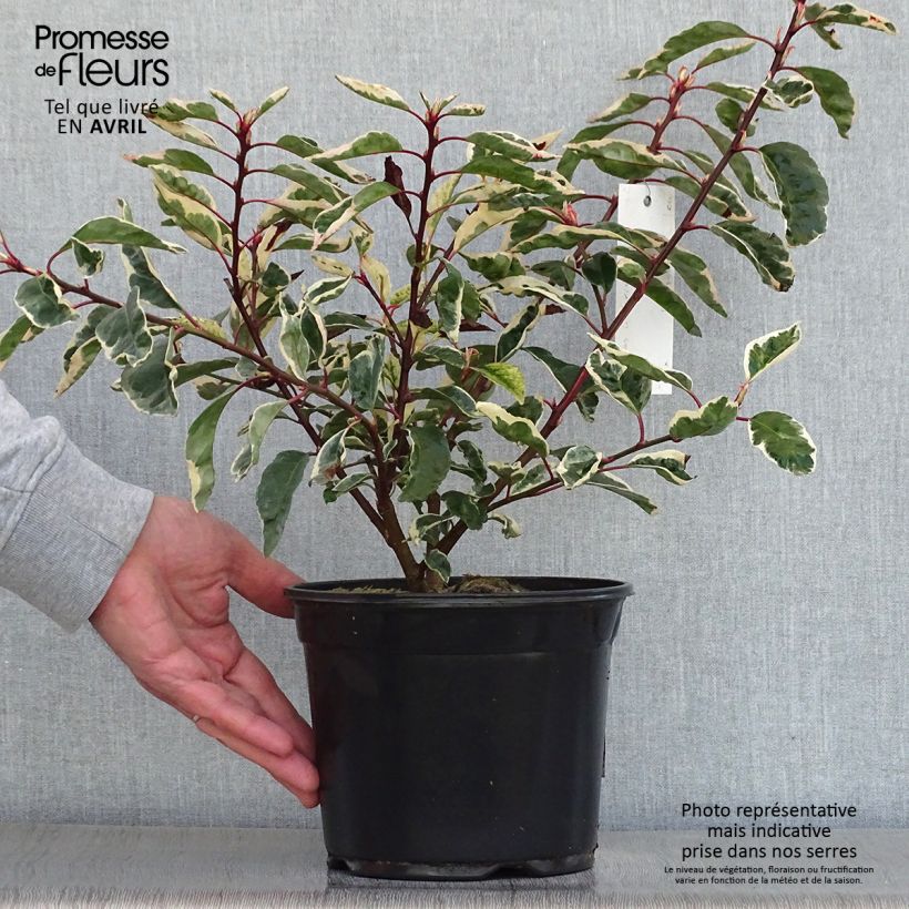 Example of Laurier du Portugal panaché - Prunus lusitanica Variegata Pot de 3L/4L as you get in printemps