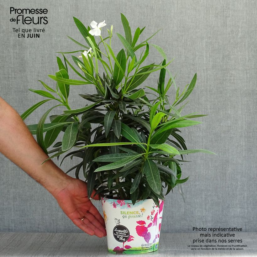 Spécimen de Laurier rose Alsace - Nerium oleander Pot de 3L/4L, Buisson, Touffe tel que livré en été