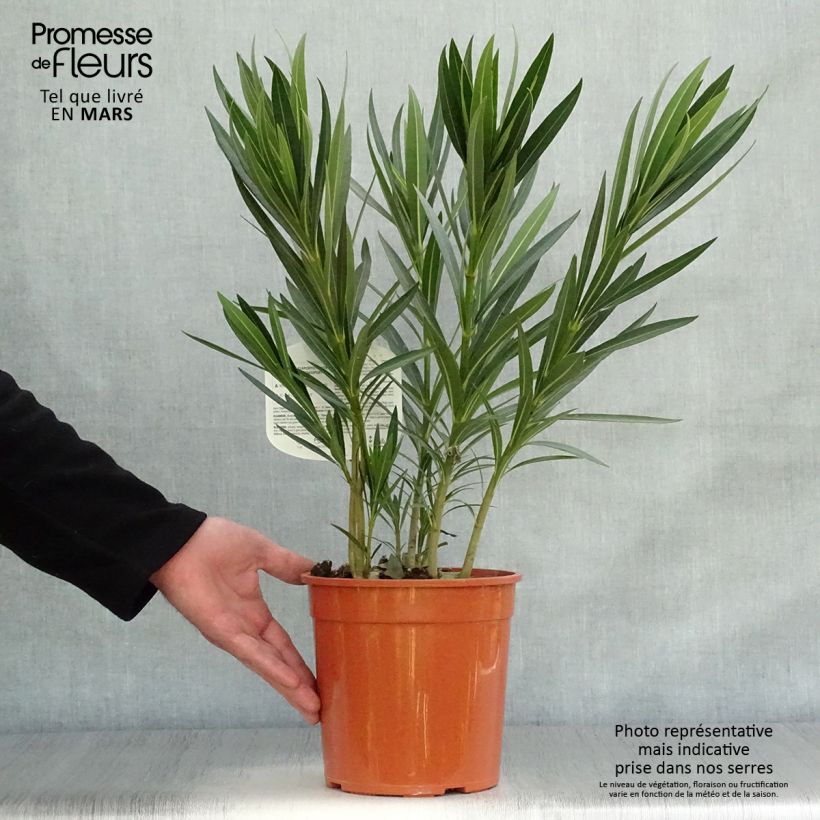 Example of Laurier rose Alsace - Nerium oleander Pot de 3L/4L, Buisson, Touffe as you get in printemps